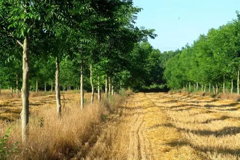 Photo verger avec arbres